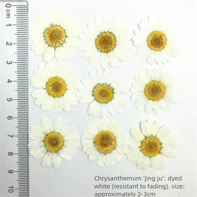 Dried Flower Bookmark - 100 шт. окрашенных лепестков хризантем для