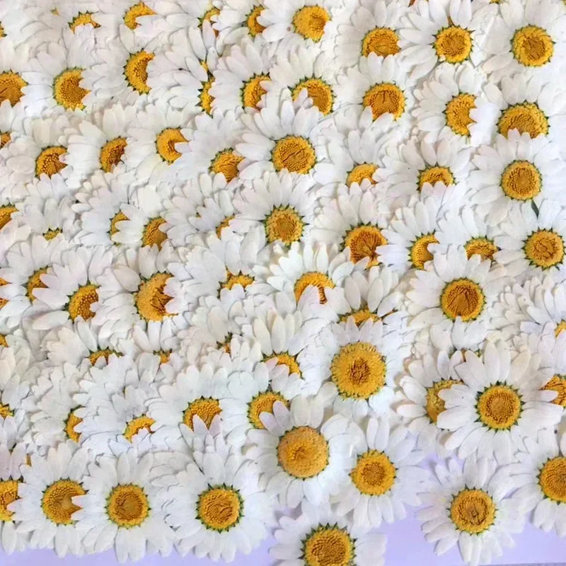 60 штук прессованных сушеных б – обзор и цена Dried Flower Bookmark