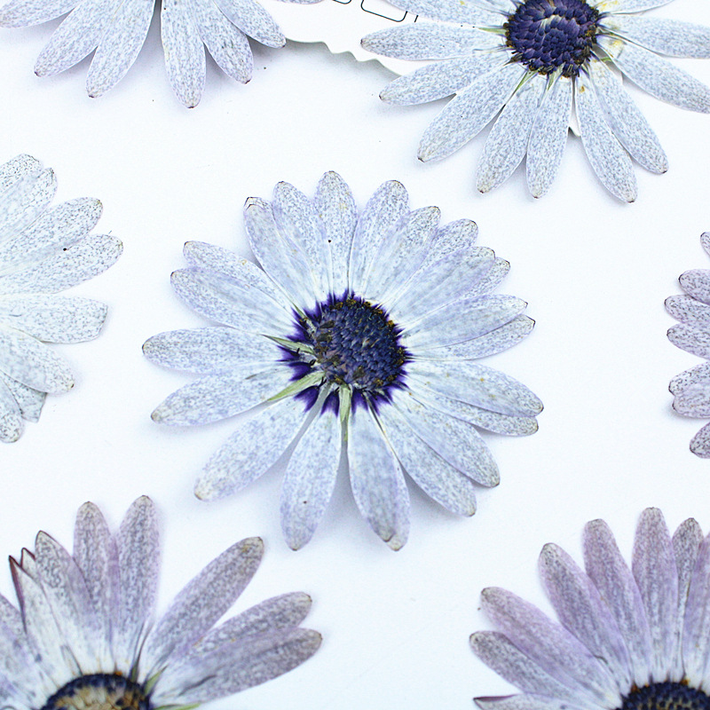 12 шт./4-6 см, серый-белый мар – обзор и цена Dried Flower Bookmark